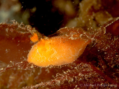 Red Sponge Nudibranch