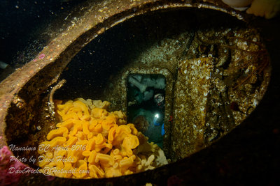 Cloud Sponge in the turret hatch