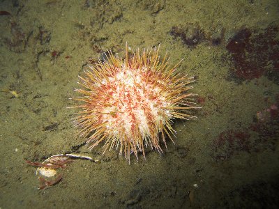 Sea Urchin (the only photo Matt liked from today)