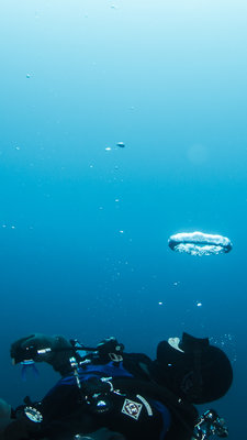Tangfish Bubble Ring.jpg
