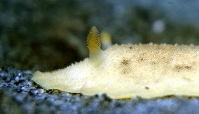 yellow nudi close.JPG