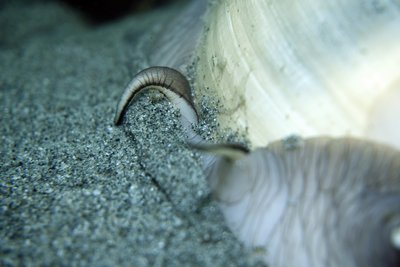 snail sand.jpg