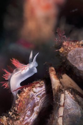 3-lined nudibranch climbing up a giant barnacle