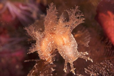 Not sure what kind of nudi this was, but it was cool!