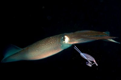 Opalescent Squid vs USS Enterprise NCC-1701 at Junk Yard