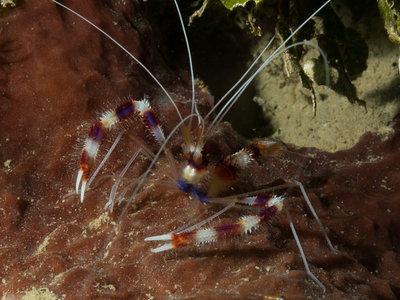 Banded Coral Shrimp (1 of 1).jpg