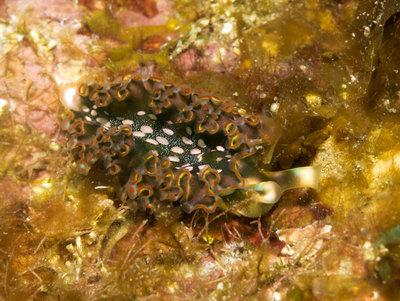 Lettuce Leaf Nudibranch (1 of 1).jpg