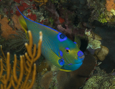 Queen Angel Fish in Coral (1 of 1).jpg
