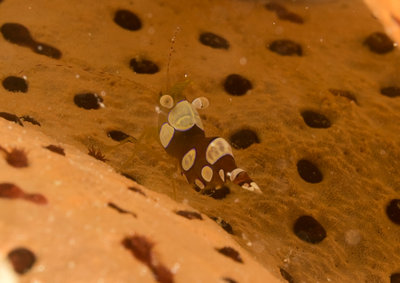 Squat Anemone Shrimp - very small - probably 1/4&quot;.  Very happy to find this critter!