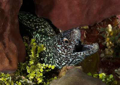 Spotted Moray Eel (1 of 1).jpg