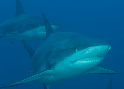 Shark Duo (1 of 1).jpg