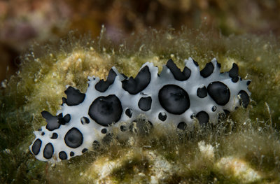 Spotted Nudibranch (1 of 1).jpg