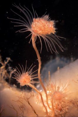 Pink mouth hydroid