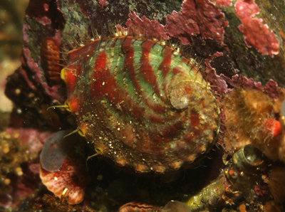 abalone.jpg