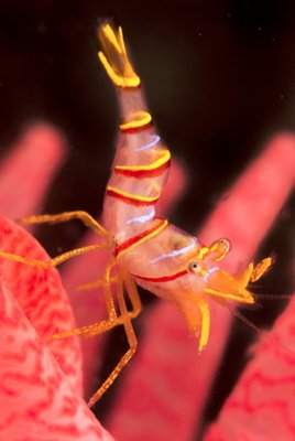 Candy Stripe Shrimp from Strawberry Island