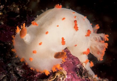 Clown nudibranch from Cable Crossing
