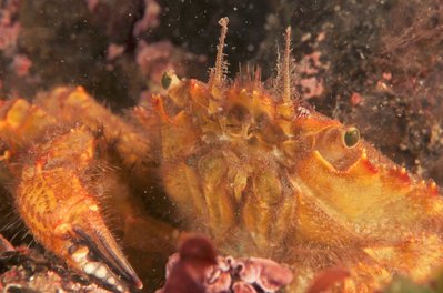 Helmet Crab