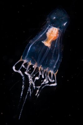 Another rare jelly.  Not sure of the id here yet either.