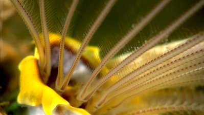 Acorn barnacle