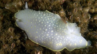 frosted-nudi.jpg