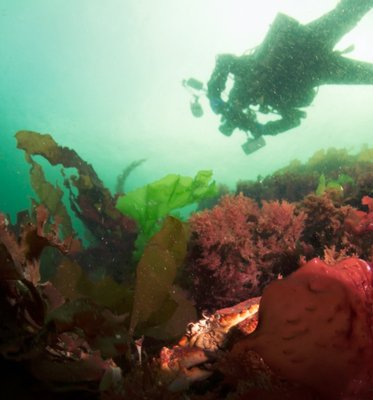 diver flying by a crab