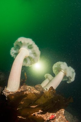 Plumose anemones on China Wall