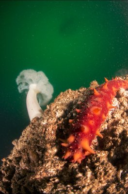 The reefs were sadly quite devoid of life due to the barnacle invasion!