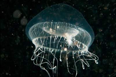 Cool Jellyfish at Redondo