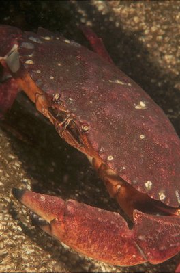 Happy Crab at Redondo! For DerekCS