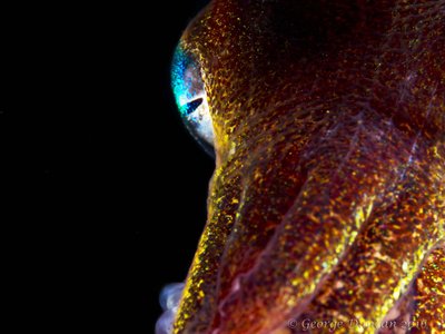 Eye of Stubby Squid.jpg