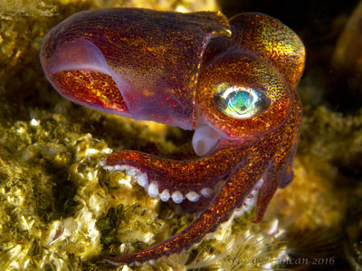 Stubby Squid on Barnacles.jpg