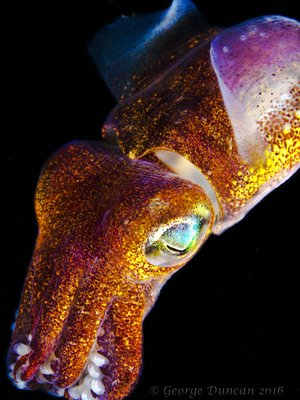 Stubby Squid Swimming.jpg
