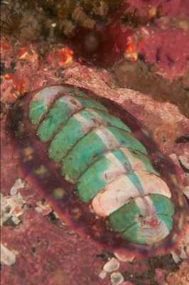 Colorful Chiton at Keystone for dive 300!