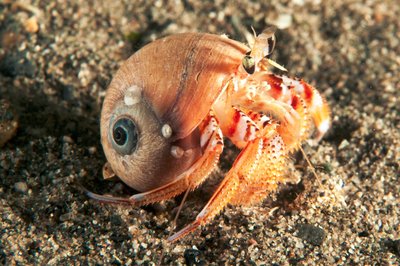 Fancy Hermit Crab wearing top of the line MoonSnail brand shell