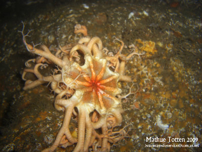 Basket Star 1.jpg