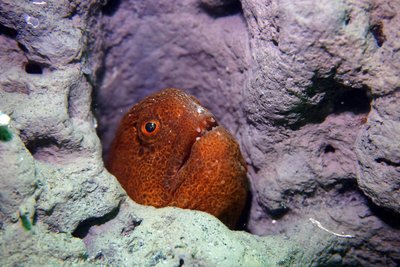 wolf eel peek 2.JPG