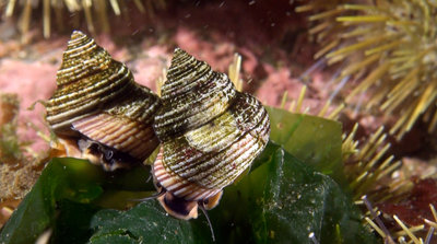 Top snails.