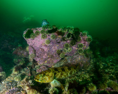 Lazy Lingcod Lolling Listlessly