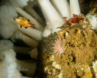 Alabaster Nudibranch