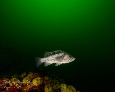 Black Rockfish