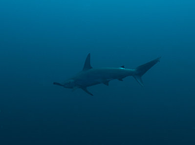 Hammerhead Shark (1 of 1).jpg