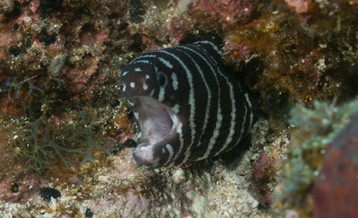 Zebra Moray Jaws Open (1 of 1).jpg