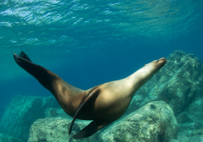 Sea Lion in Motion (1 of 1).jpg