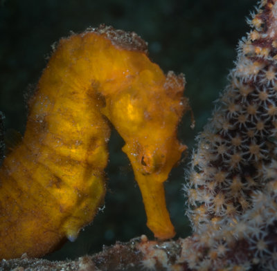 Seahorse Side Portrait Close Up F18 Best (1 of 1).jpg
