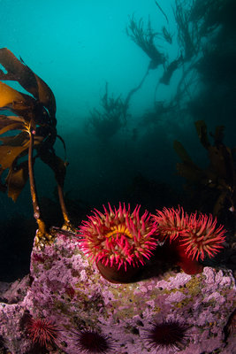 Fish eating anemones.  This scene also contains a ringed top snail as well as brooding anemones