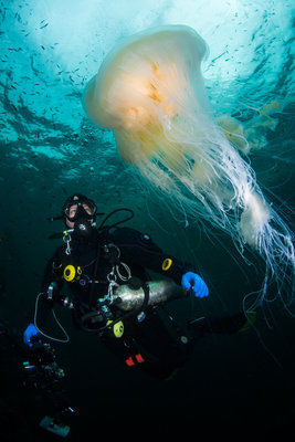 This egg-yolk jelly was huge.  Nearly as big as a diver, the bell was huge!