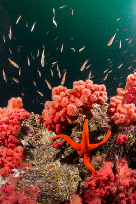 Red soft corrals, a blood star, decorator crab, yoy rockfish and boring yellow sponges make this scene