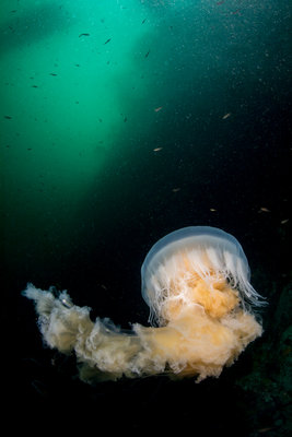 This egg yolk jelly drifted down a down-current on browning wall