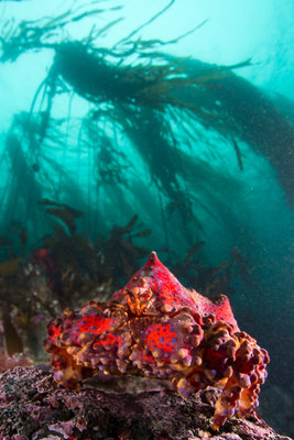 This Puget Sound King Crab was truly the king of the reef