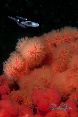 Scanning the strawberry nebula